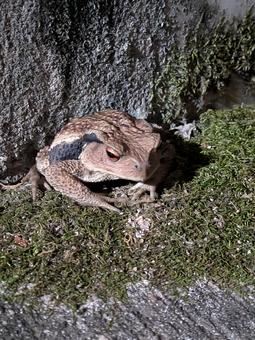 自然に溶け込むアズマヒキガエルの姿 アズマヒキガエル,ヒキガエル,カエルの写真素材