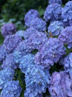 紫陽花 紫陽花,梅雨,花の写真素材