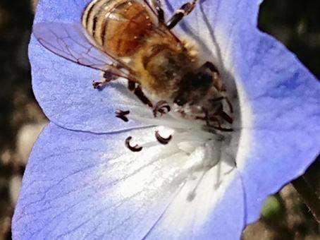 ネモフィラとミツバチ ネモフィラ,ミツバチ,はなの写真素材