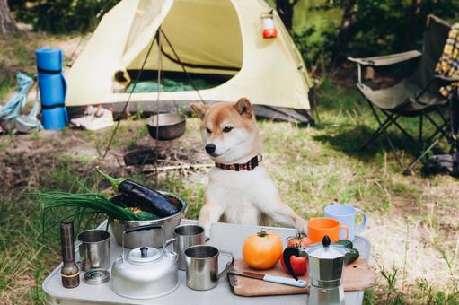 調理器具とテントの前の焚き火台 犬,テント,キャンプの写真素材