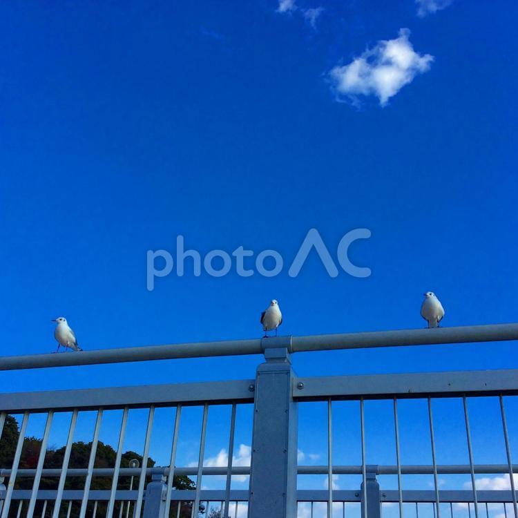 カモメの整列 空,何人もありません,屋外での写真素材