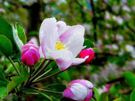 林檎の花 林檎の花の写真