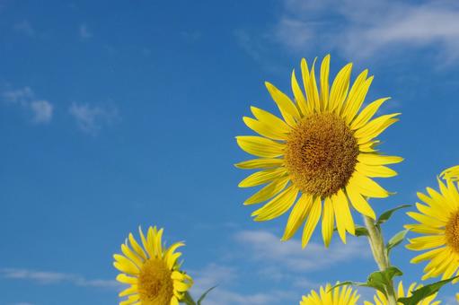 座間ひまわり畑(花のアップ) 座間ひまわり畑(花のアップ)の写真