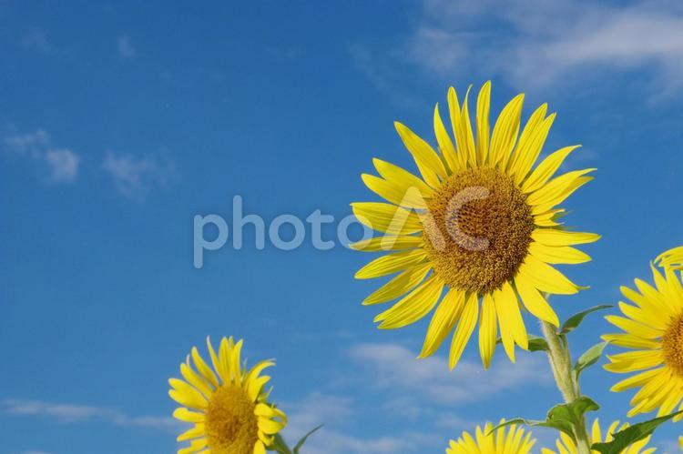 座間ひまわり畑（花のアップ） 空,風景,コピースペースの写真素材