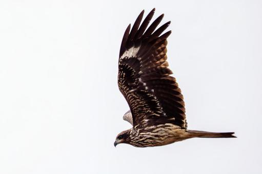 トビの飛翔⑺ トビ,トンビ,鳥類の写真素材