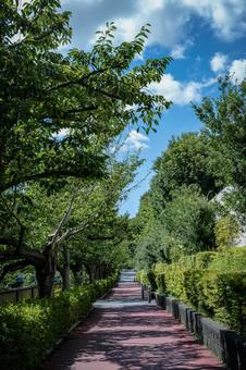 都内の遊歩道 都内の遊歩道の写真