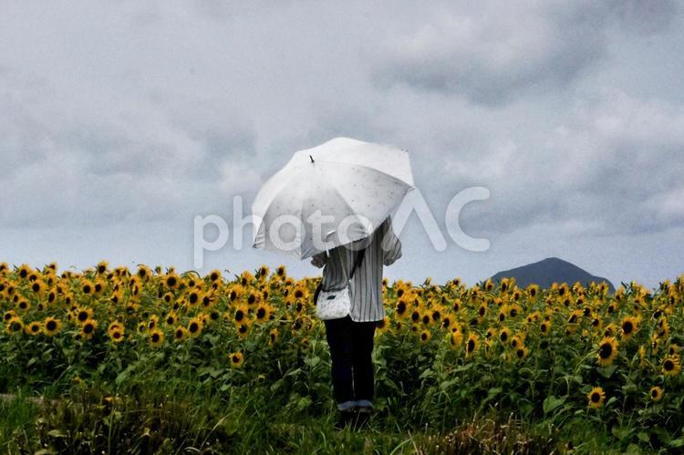 ＜素材＞ひまわり畑を眺める女性の後ろ姿 女性,人物,風景の写真素材