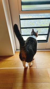 ねこ後ろ姿シッポピーン ねこ後ろ姿シッポピーン ねこ,ペット,動物の写真素材