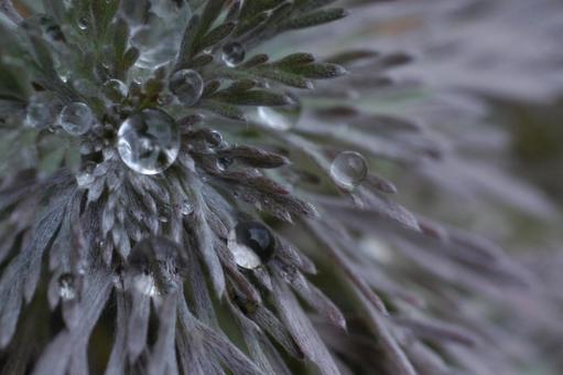 水滴 水滴の写真