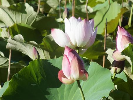蓮の花 蓮の花の写真