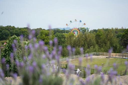 花と観覧車 花と観覧車 緑,植物,自然の写真素材