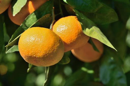 実ったミカン ミカン,みかん,くだものの写真素材