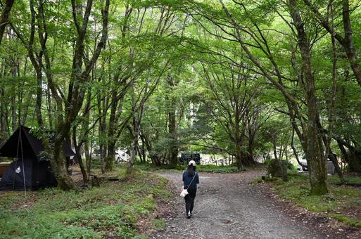 森をお散歩 森をお散歩の写真