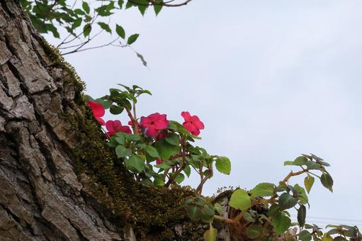 木に着床した花の写真