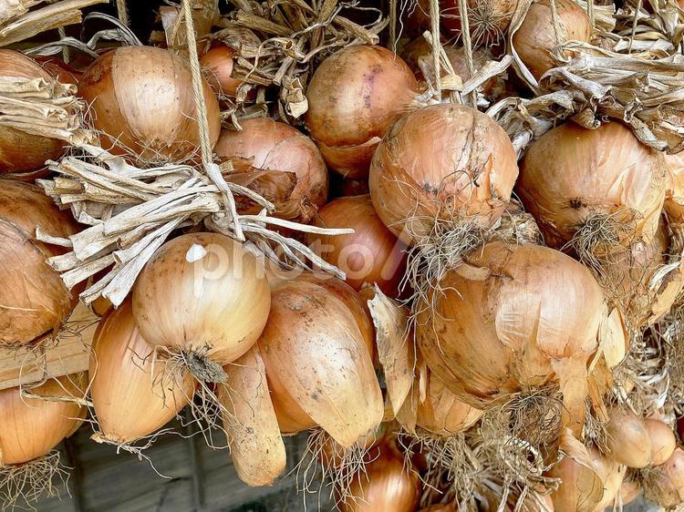 野菜・タマネギ タマネギ,玉ねぎ,玉葱の写真素材