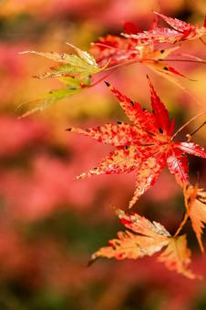 紅葉 紅葉,養老渓谷,筒森もみじ谷の写真素材