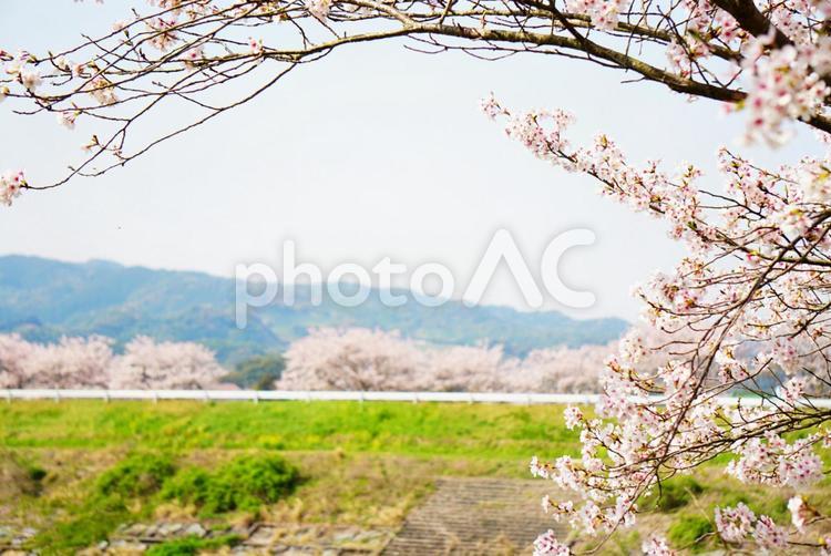 植物素材【桜】ソメイヨシノ 桜,植物,フレームの写真素材