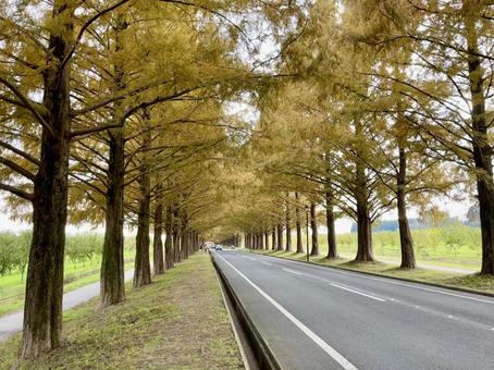 紅葉したメタセコイアの並木道 メタセコイア,秋,自然の写真素材
