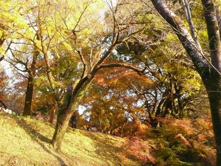 金色に輝く紅葉の写真