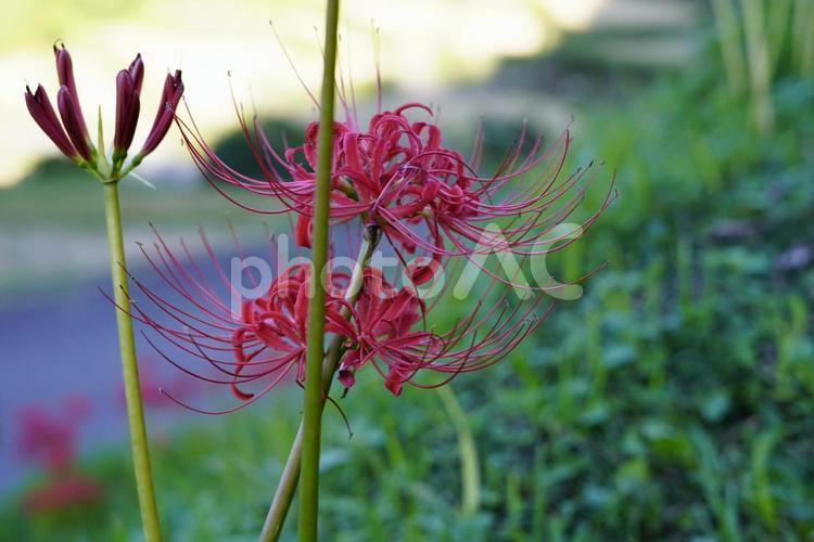 御彼岸 彼岸花,ヒガンバナ,ひがんばなの写真素材