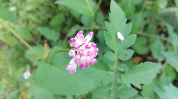 ピンクで可愛いが棘ありママコノシリヌグイ ママコノシリヌグイ,トゲソバ,花の写真素材