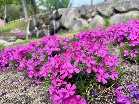 Moss Phlox at Tennogawa Park, JPG Moss Phlox at Tennogawa Park, JPG