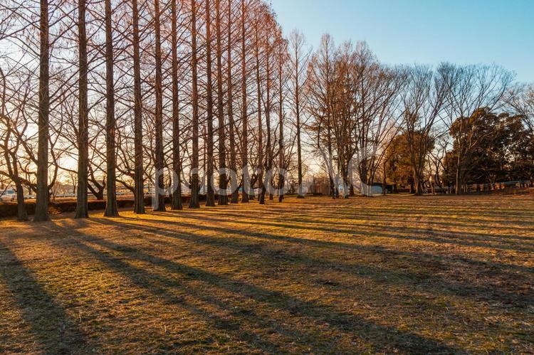 冬の早朝の公園風景 ゴールデンアワー,朝の光,輝くの写真素材
