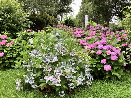 街中で咲く紫陽花 街中で咲く紫陽花 紫陽花,紫,綺麗の写真素材
