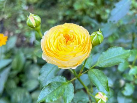 かわいい黄色のバラ バラ,秋バラ,花の写真素材