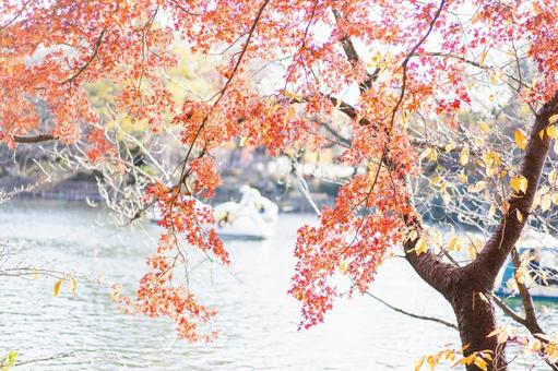 紅葉 紅葉の写真