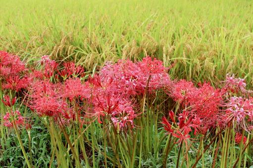 Photo, paddy field, cluster amaryllis, plant, 
