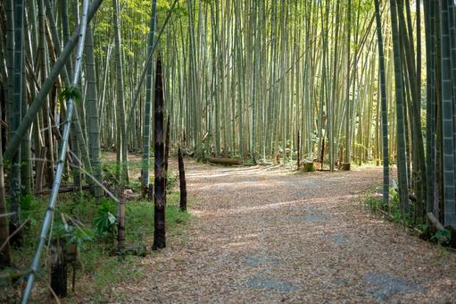 竹の広場 竹の広場 竹藪,木漏れ日,山の写真素材