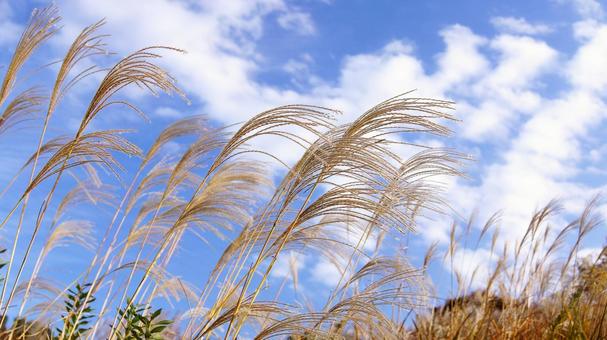 ススキ-91 ススキ,なびく,青空の写真素材
