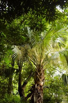 シュロの木　1 シュロ,ヤシの木,棕櫚の写真素材