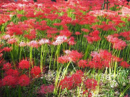 巾着田曼珠沙華公園・彼岸花の群生・日高市 巾着田曼珠沙華公園・彼岸花の群生・日高市 秋,巾着田,曼珠沙華公園の写真素材