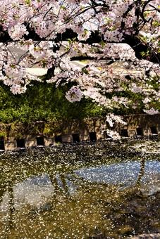 水面に映る満開の桜 水面に映る満開の桜の写真