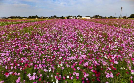 コスモス園 コスモス園の写真