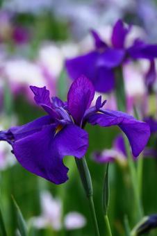 Pass the incense of Edo to now, JPG Pass the incense of Edo to now, plant, flower, iris, JPG