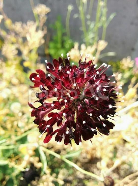 花　スカビオサ　マツムシソウ　松虫草　セイヨウマツムシソウ　せいようまつむしそう　西洋松虫草　不幸な愛　私はすべてを失った　13 スカビオサ,マツムシソウ,松虫草の写真素材