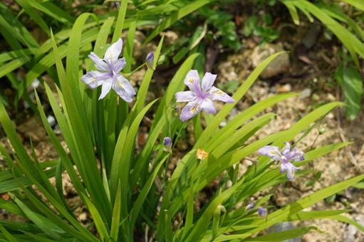 ヒメシャガの花 ヒメシャガ,姫射干,アヤメ科の写真素材