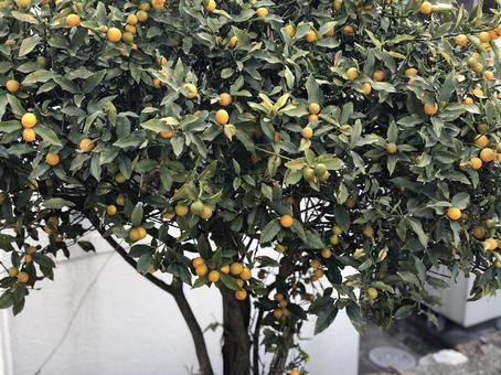 キンカン キンカンの写真