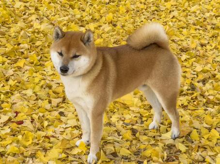 銀杏の落ち葉の上に立つ柴犬 柴犬,日本犬,ペットの写真素材