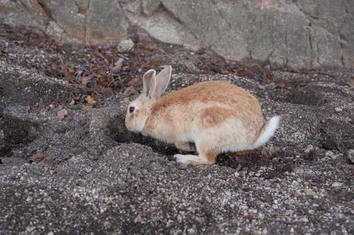 Okuno rabbit digging a burrow, JPG Okuno rabbit digging a burrow, JPG