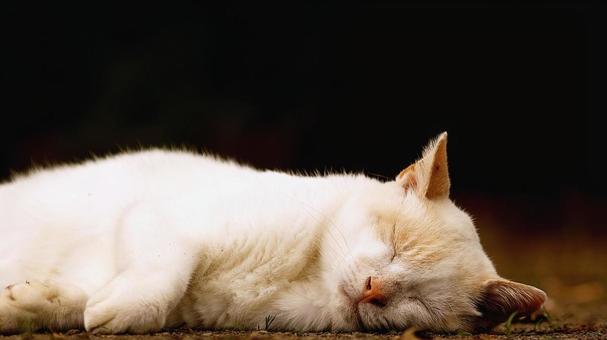 白い猫のポーズ❸ 白い猫のポーズ❸の写真