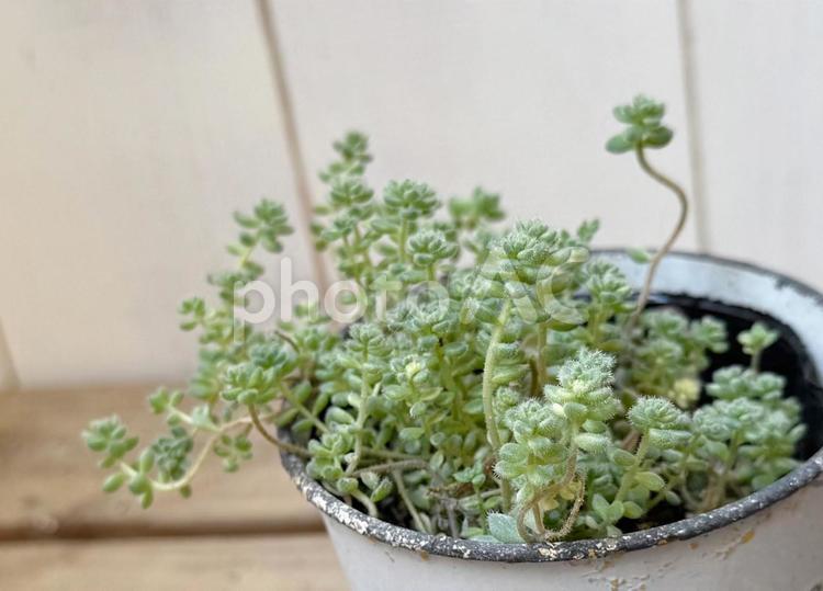 クリーム玉蛋白　多肉植物セダム クリーム,玉蛋白,セダムの写真素材