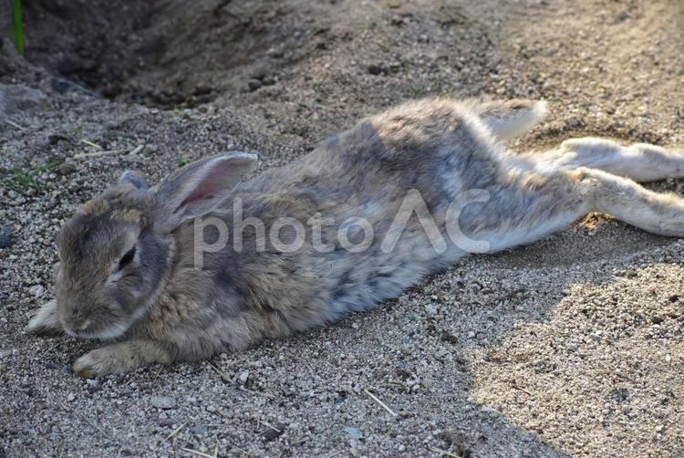 大久野島　うさぎ　兎　広島 大久野島,うさぎ島,兎の写真素材