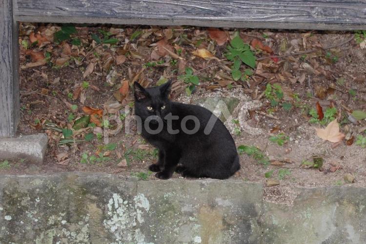 近くの黒猫さん ねこ,動物,風景の写真素材