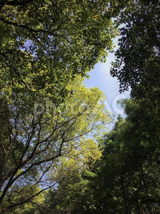 森から見上げた風景 森,林,山の写真素材