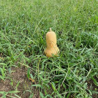 草むらにひょうたん 草むらにひょうたん 草むら,ひょうたん,瓢箪の写真素材