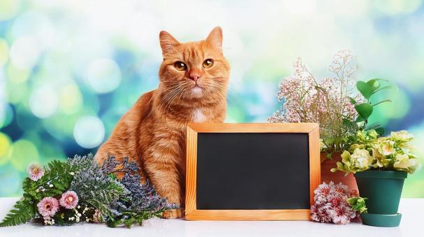 お知らせする猫4 お知らせする猫4の写真